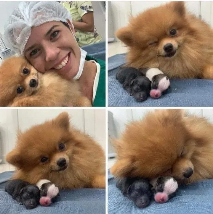 nuggets