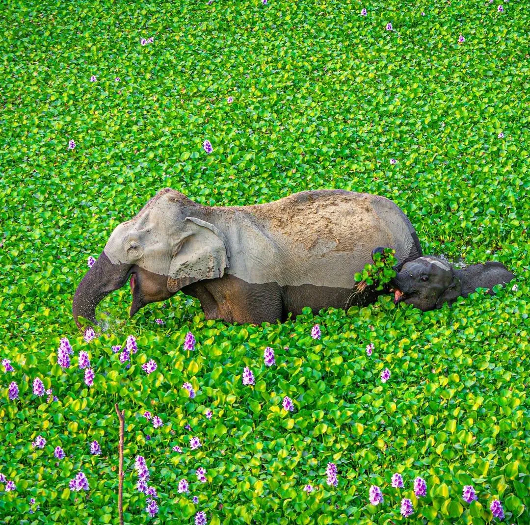 elephant