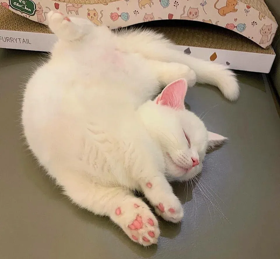 catto