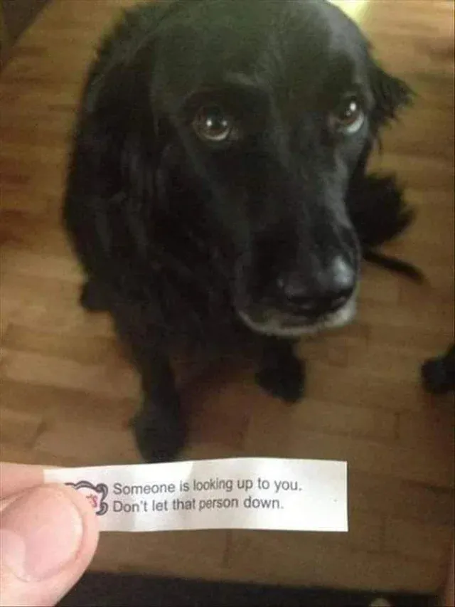 doggo