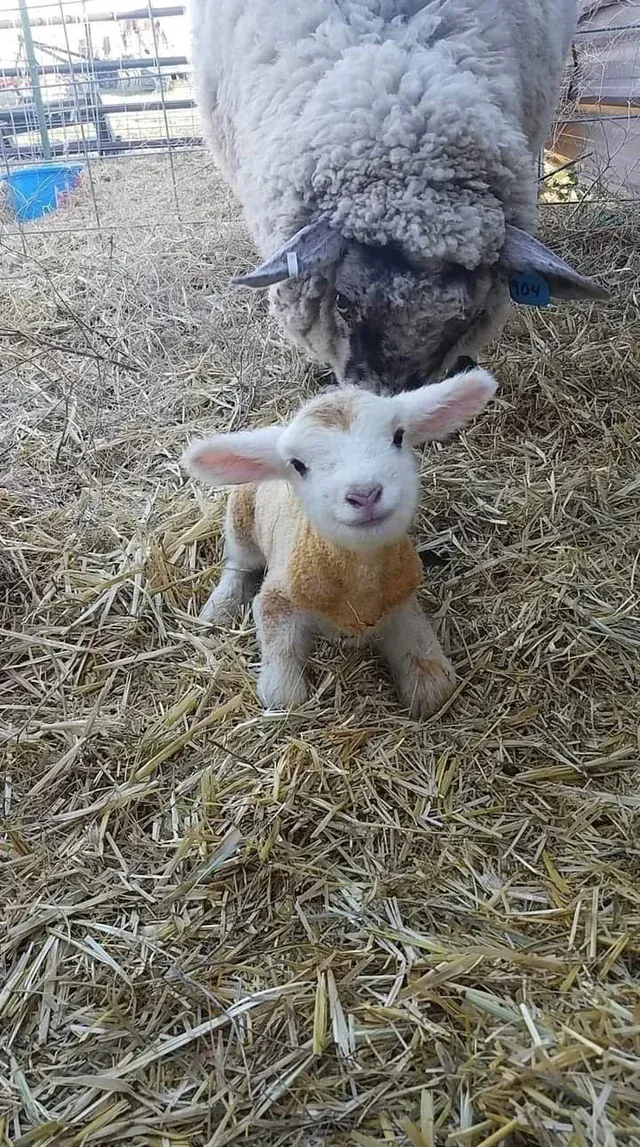 sheepo
