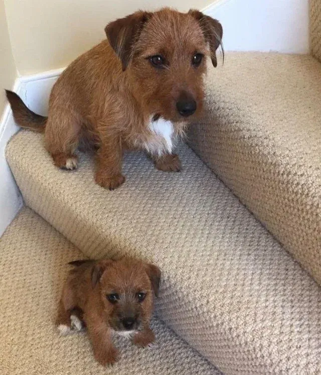smol