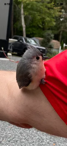 bird