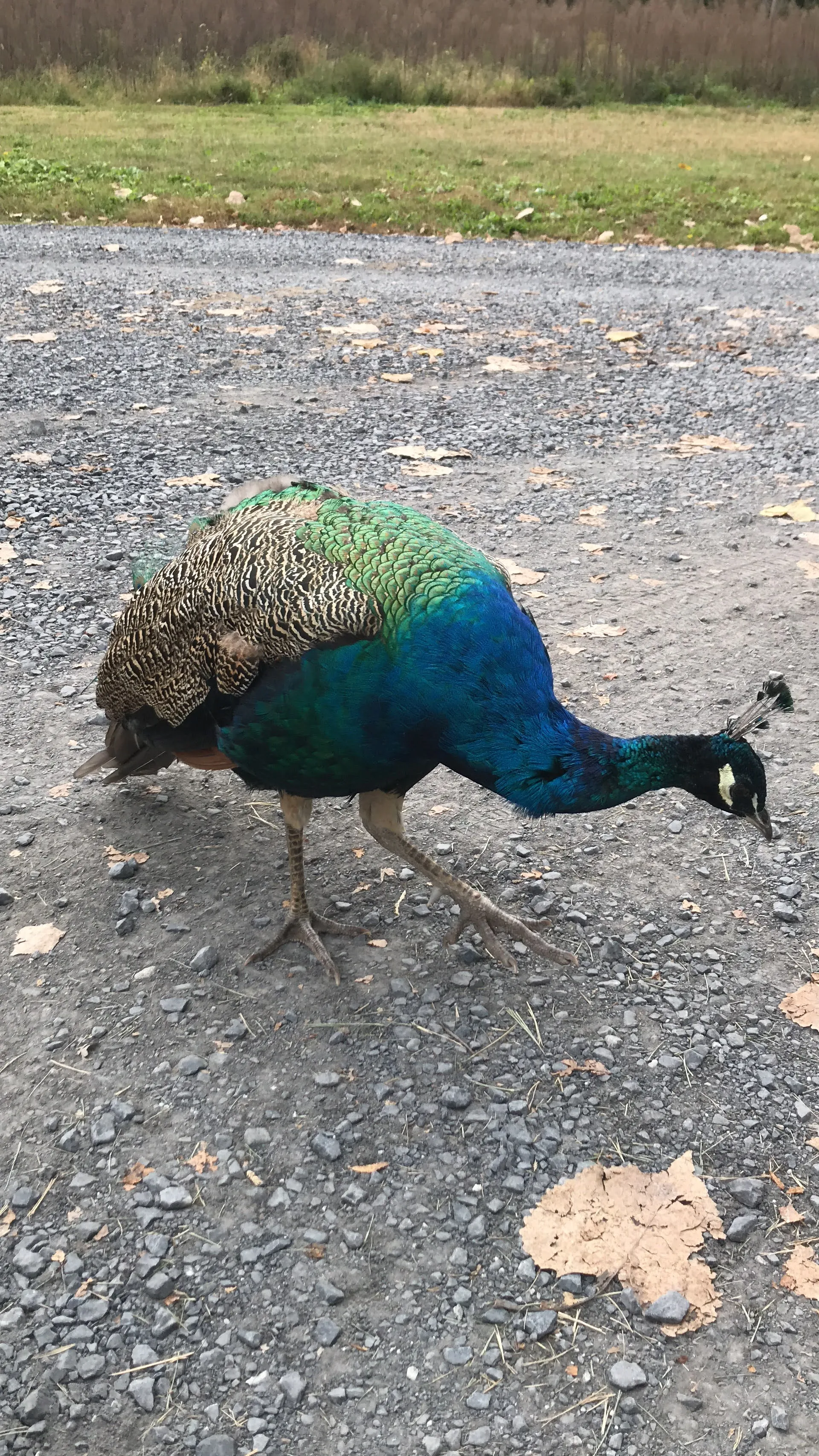 peacock