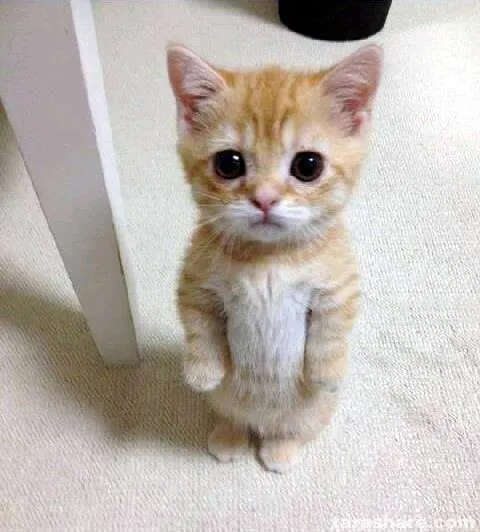 kitten standing up