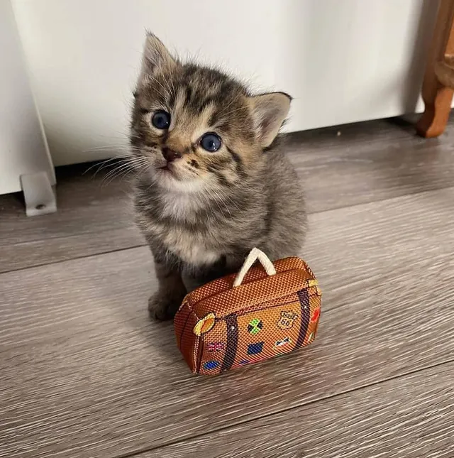 kitten with suitcase