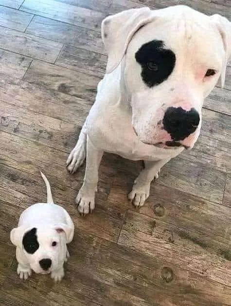 puppy-printer