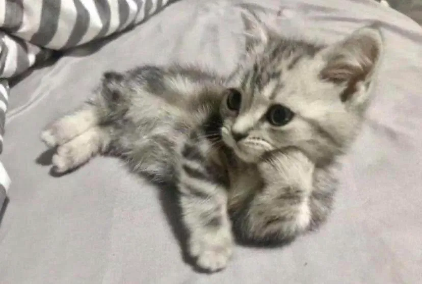 kitty