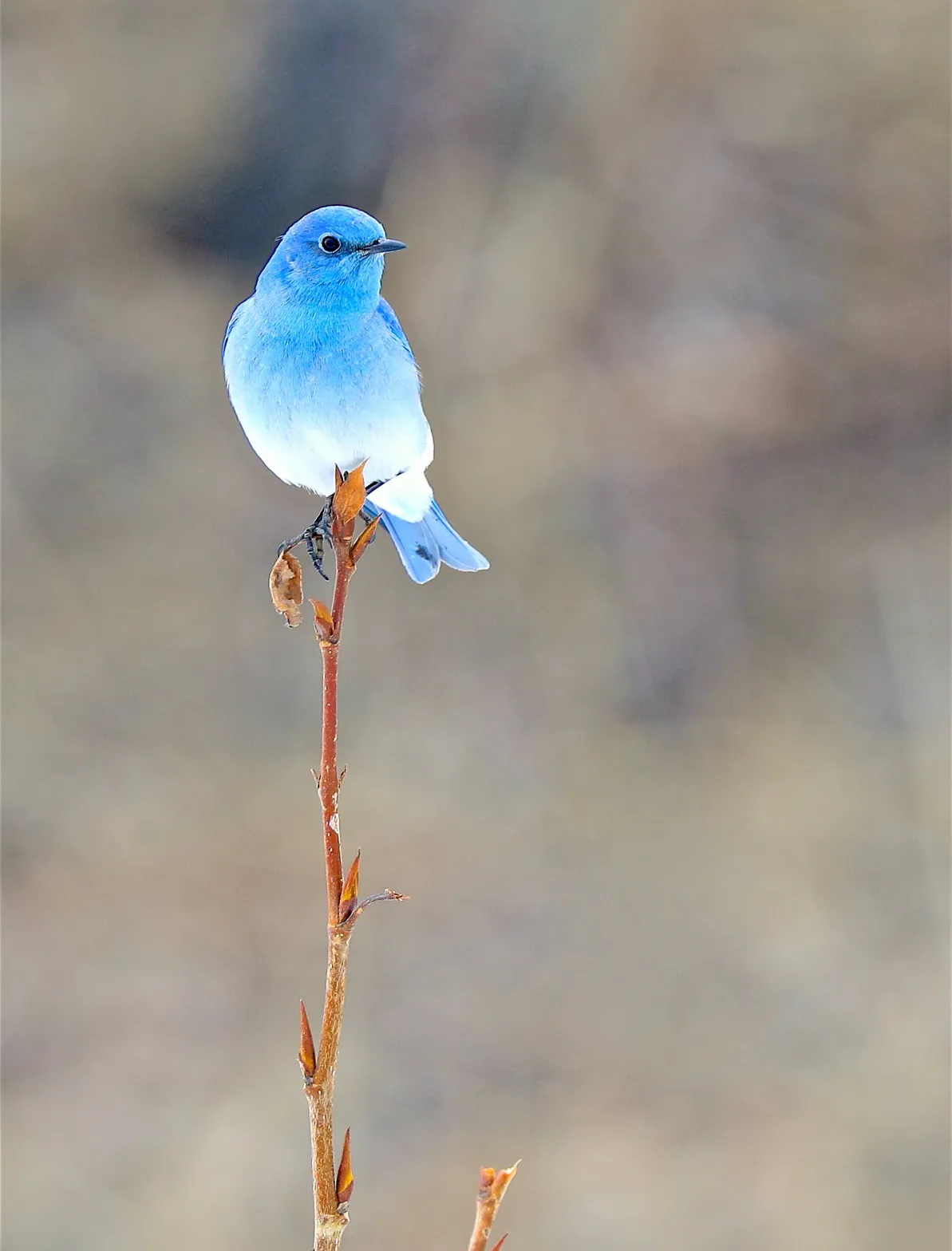 blue birdy