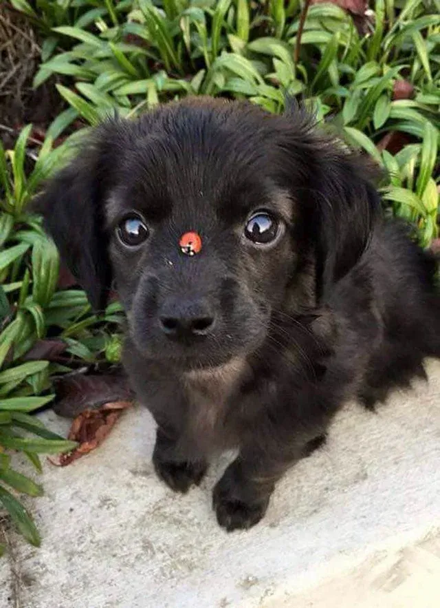 snoot