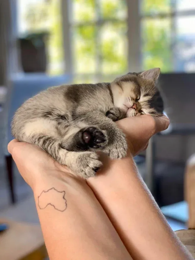 sleepy