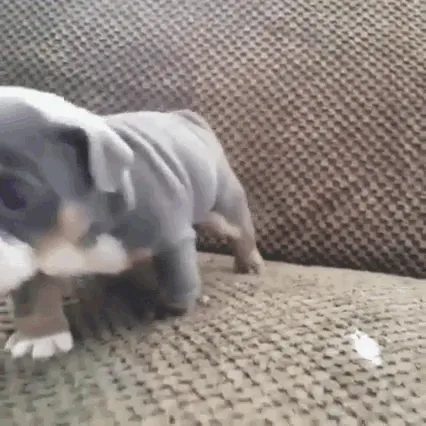 pupper