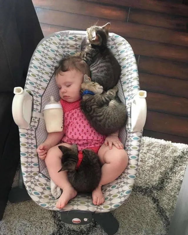 babies and kittens