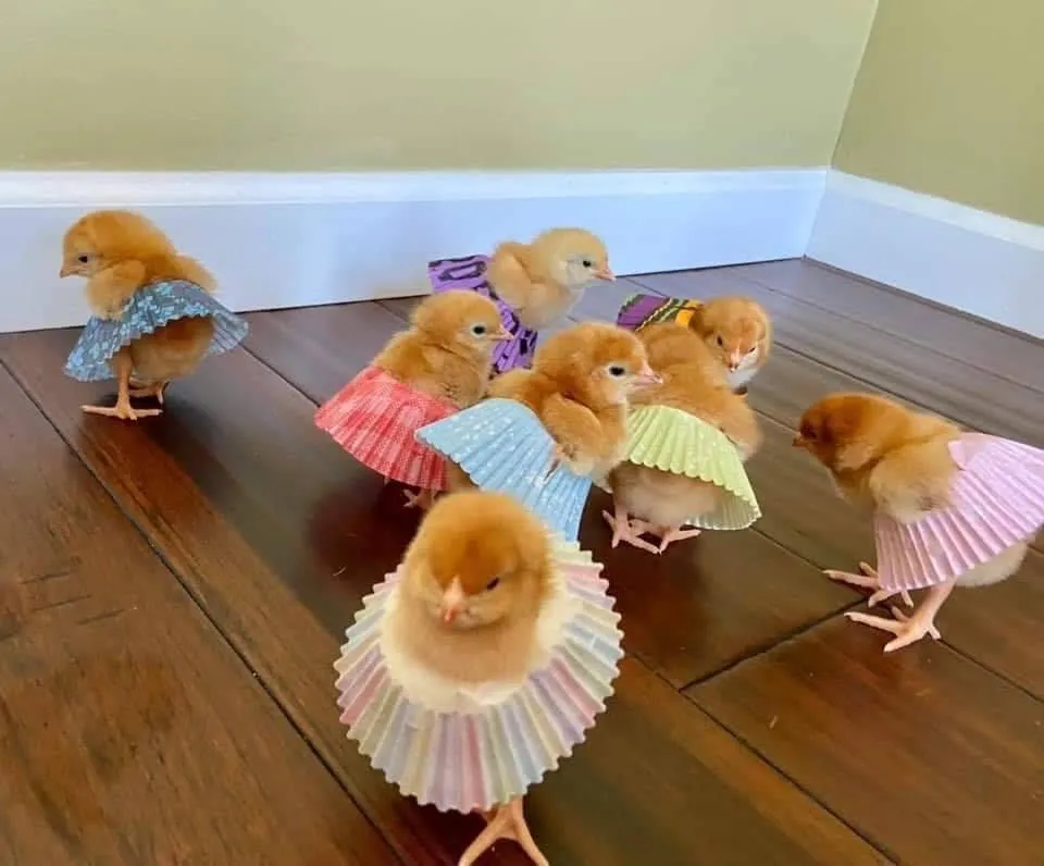baby chickens with skirts