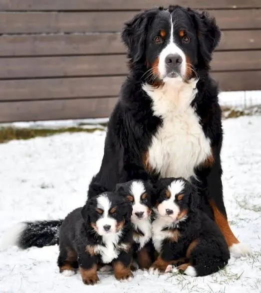 doggos