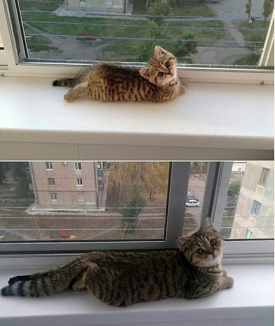 mr. kitty