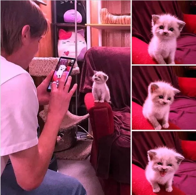 kitten