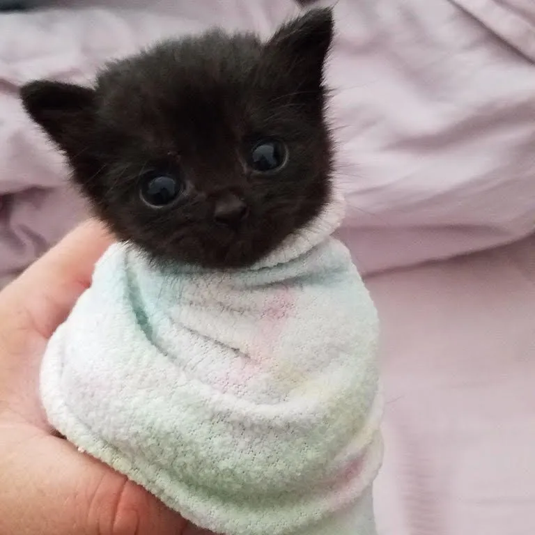 purrito