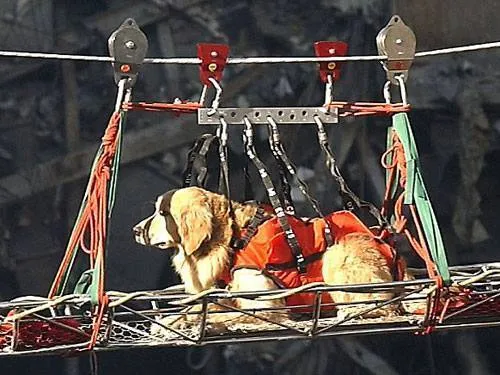 9/11 doggo