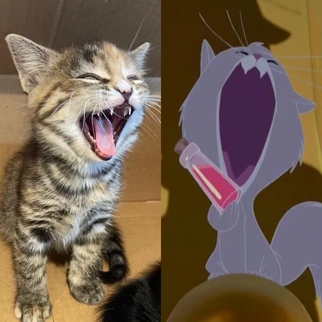 yzma