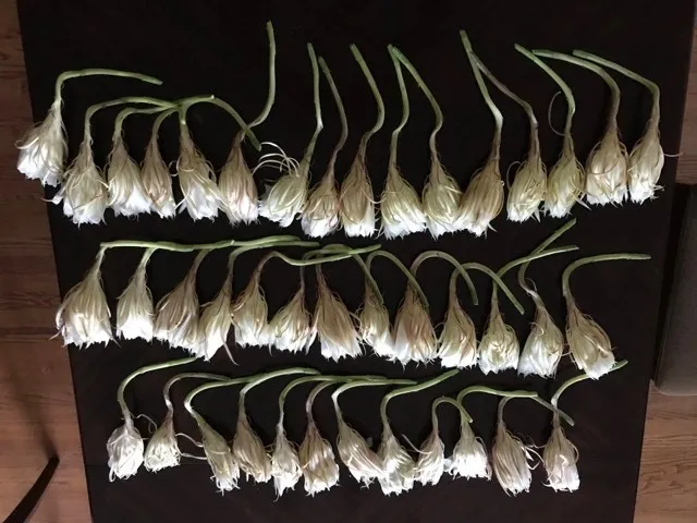 tanua