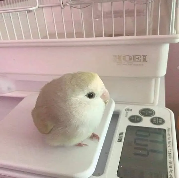 birb