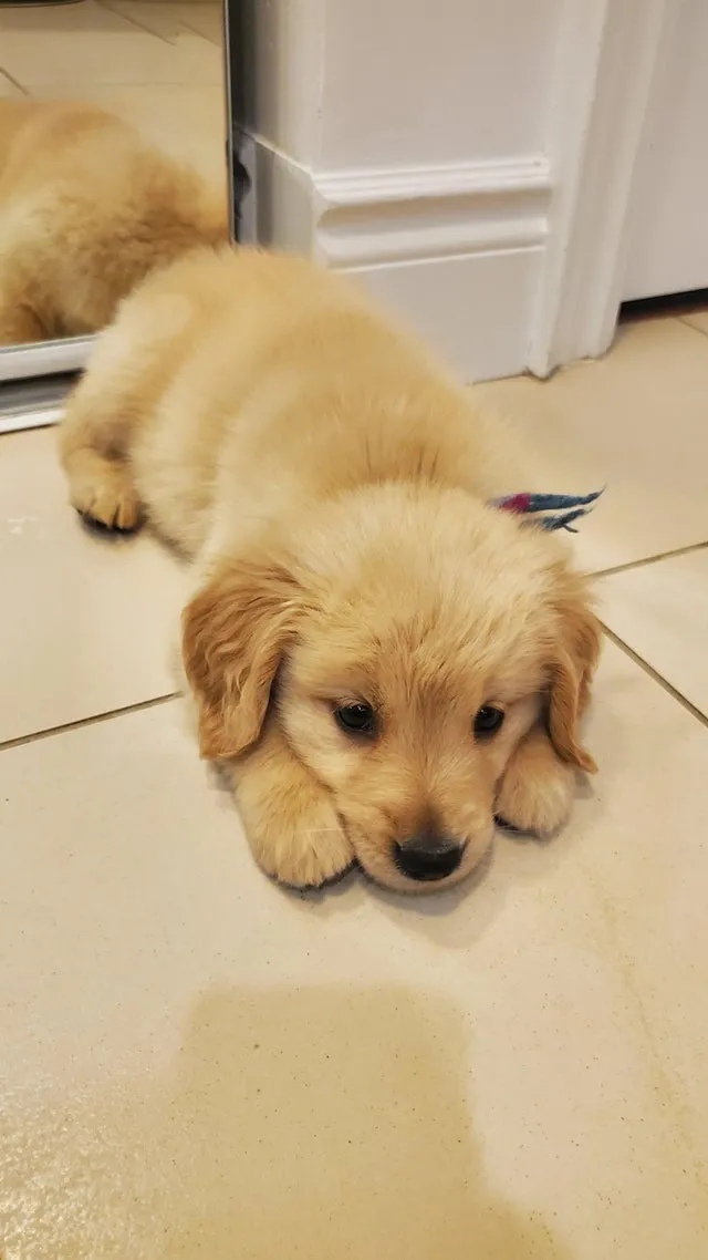 puppers