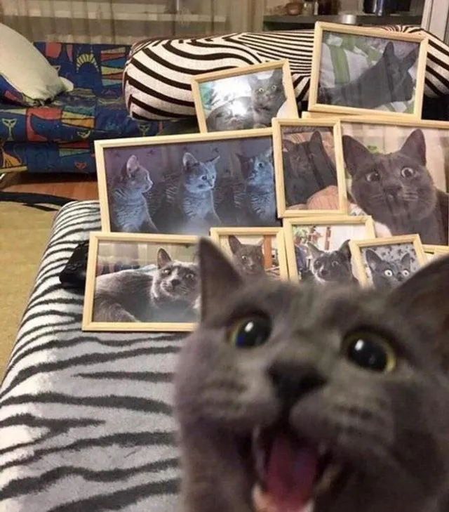 catto