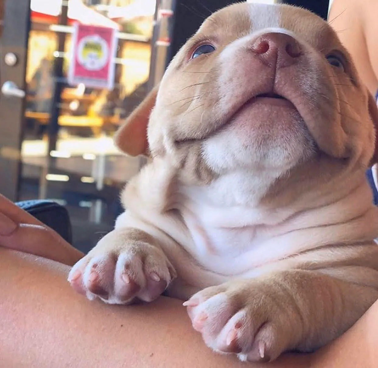 puppy